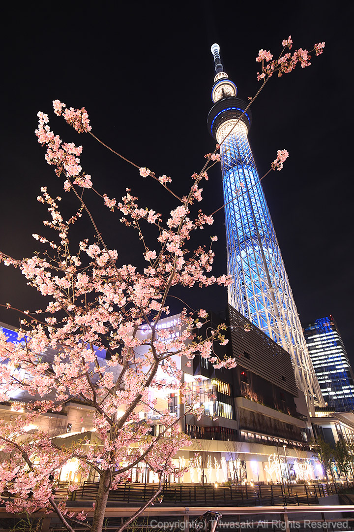 東京スカイツリーと夜桜 夜景写真家 岩崎 拓哉 ブログ
